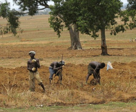Nigeria: Transformacja sektora rolnictwa